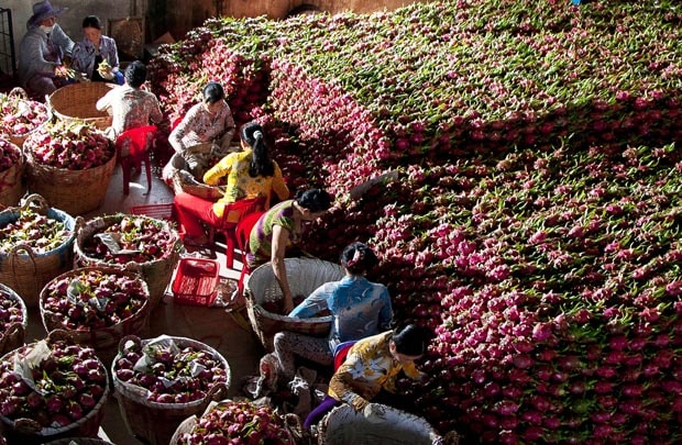Trái cây Việt tìm đất màu ở thị trường ngoại