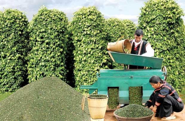 Giảm dư lượng Metalaxyl: Áp lực cho hạt tiêu Việt