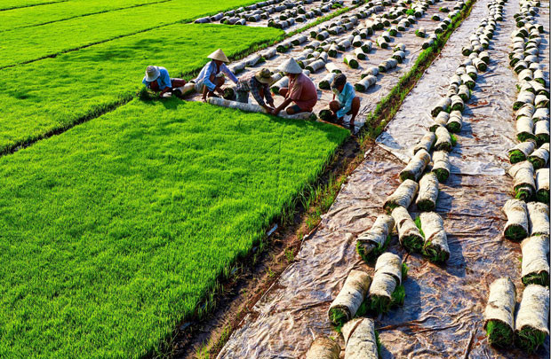 Việt Nam lọt top 5 quốc gia có sản lượng lúa gạo lớn nhất thế giới 2016