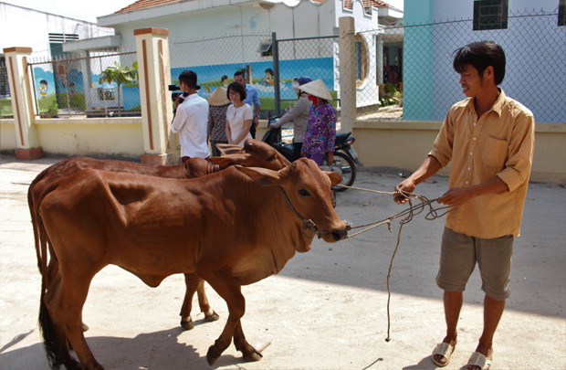 Masan Nutri-Science tặng bò giống cho nông dân 