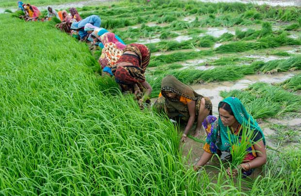 Cứu nông nghiệp, Ấn Độ xóa nợ cho hàng triệu nông dân