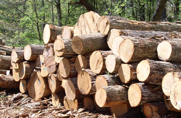 Việt Nam - EU hoàn tất đàm phán chống khai thác gỗ bất hợp pháp