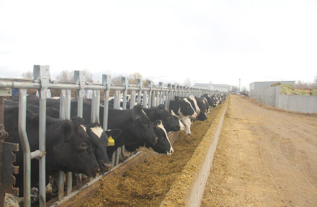 Vinamilk nhập hơn 2.000 con bò sữa cao sản từ Mỹ
