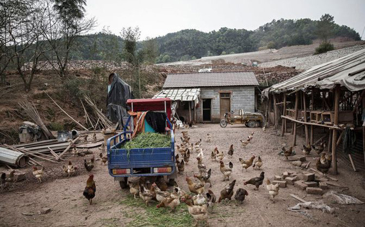 Nông trại nuôi gà thả vườn của Li Xiaojun