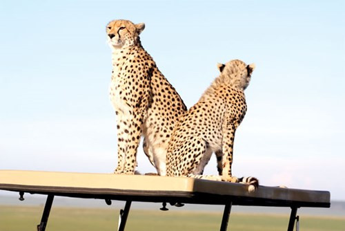 Mẹ con báo cheetah trên nóc xe