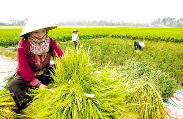Việt Nam có thể vào top 5 nước có sản lượng gạo cao nhất 2017
