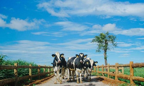 Trang trại bò sữa Organic Đà Lạt của Vinamilk doanhnhansaigon