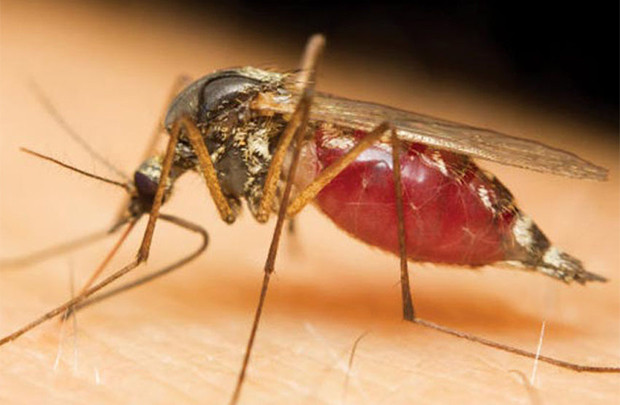 Diệt muỗi bằng… biến đổi gien