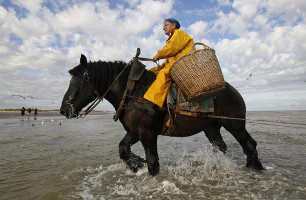 Nghề lạ ở Bỉ: Cưỡi ngựa bắt tôm