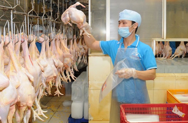 Việt Nam xuất lô thịt gà đầu tiên sang Nhật 