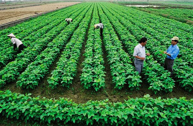 Phát triển nông nghiệp: Doanh nghiệp phải giữ vai trò trung tâm