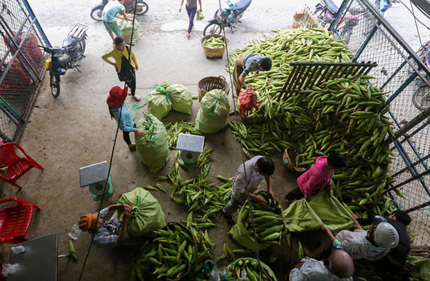 Chuyện về chợ bắp lớn nhất Sài Gòn