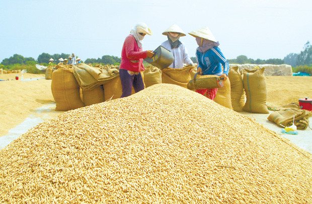 Xuất khẩu gạo: Tăng chất, giảm lượng