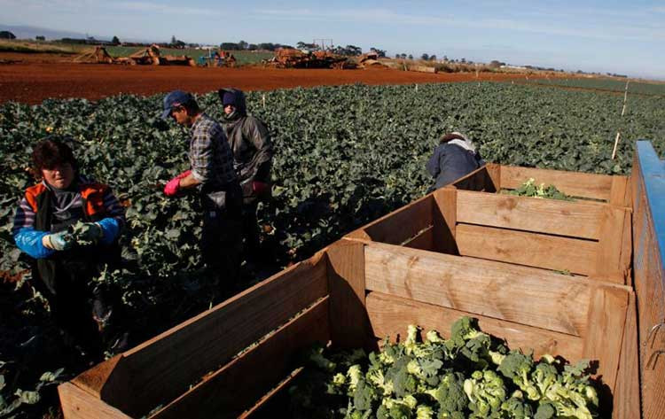 Lao động nước ngoài thu hoạch súp lơ tại một nông trang gần Melbourne, Australia. Ảnh: Reuters