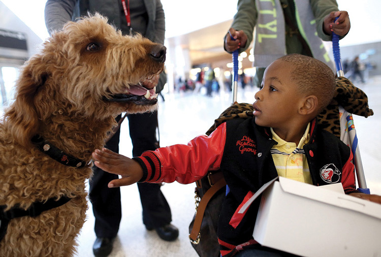 Chó trị liệu tại sân bay