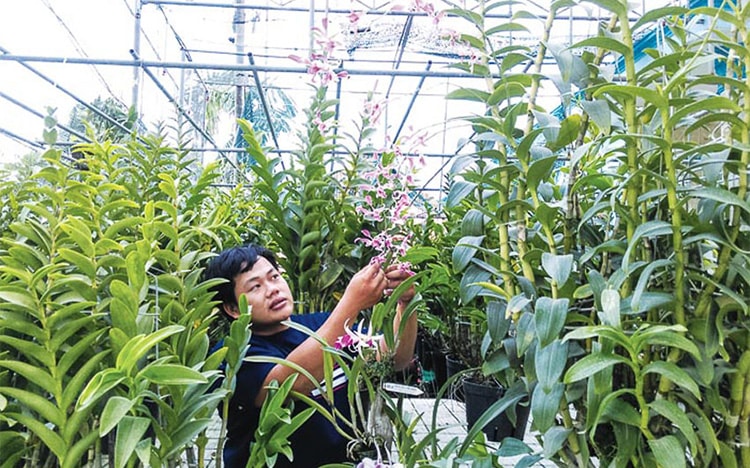 Kinh doanh lan rừng ngày càng hấp dẫn