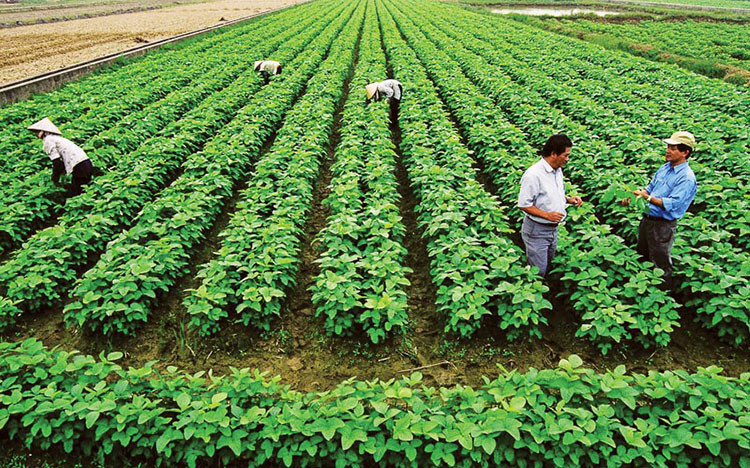 Sản phẩm nông nghiệp hữu cơ: Hấp dẫn mà nhiều thách thức