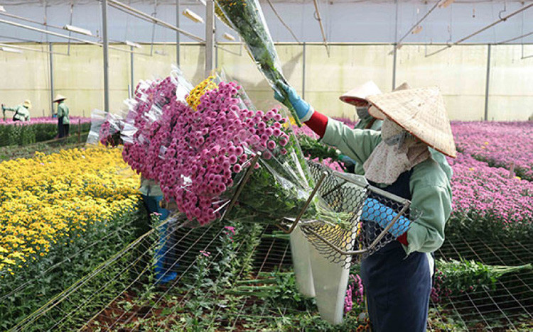 Sự ổn định của thị trường xuất khẩu là yếu tố đảm bảo cho nghề trồng hoa ở Đà Lạt phát triển