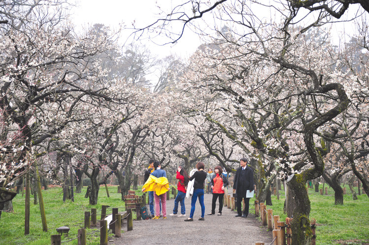 Kairakuen - khu vườn mơ lớn nhất Nhật Bản ở tỉnh Ibaraki