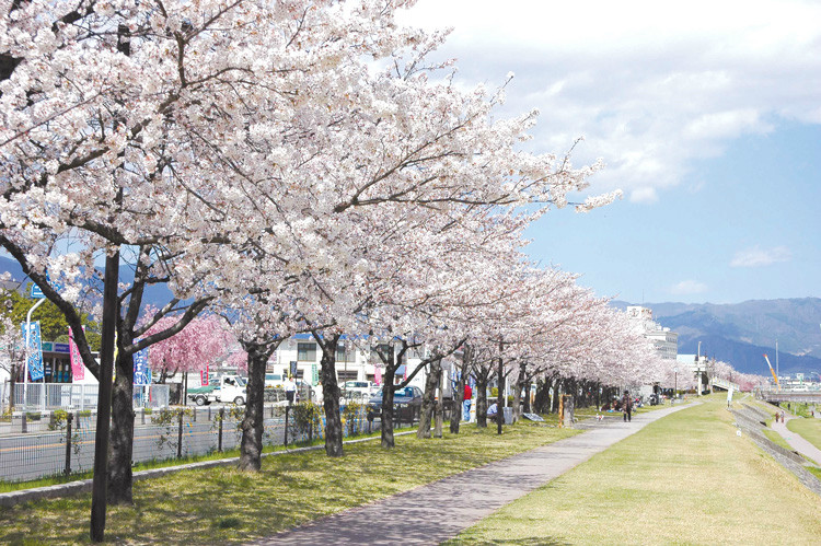 Hàng hoa mơ nở rộ bên dòng Fuefuki của tỉnh Yamanashi