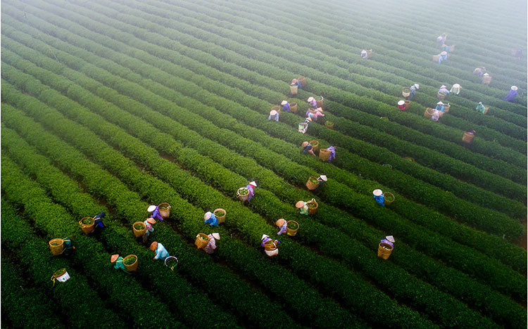 Áp lực thay đổi cho ngành trà Việt Nam