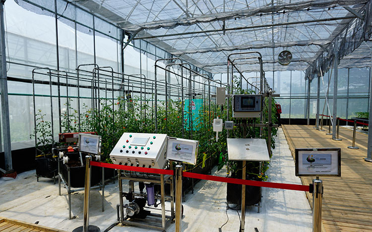 Cây trồng trong nhà kính với máy móc, trang thiết bị hiện đại