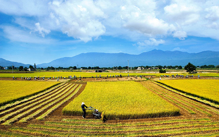 Cú ngã đau của các nhà xuất khẩu gạo Việt Nam