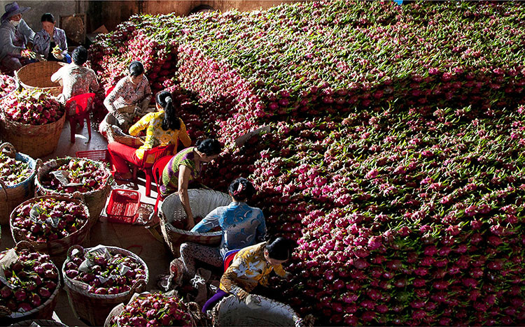 Xuất khẩu trái cây Việt - cuộc đua khắc nghiệt