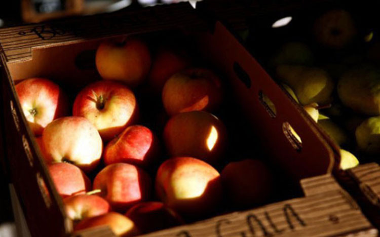 Nông dân trồng táo Mỹ lo bị Trung Quốc trả đũa vì chiến tranh thương mại