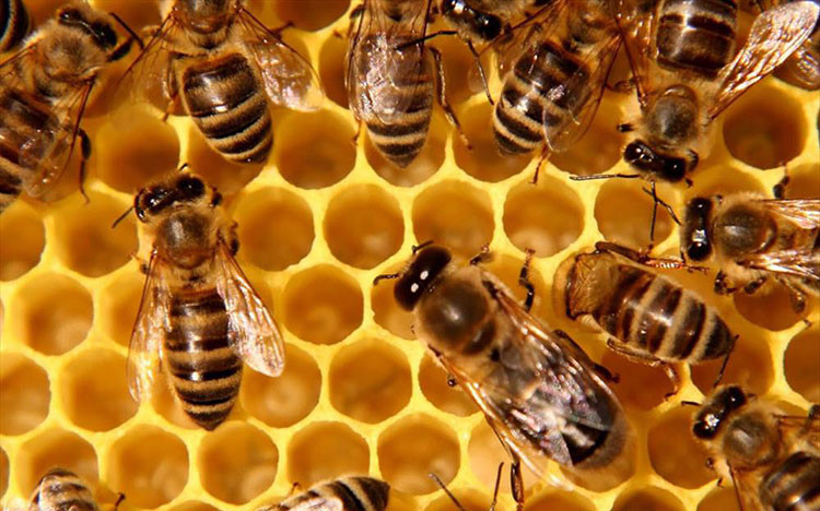 Gian nan xây dựng thương hiệu cho mật ong Việt