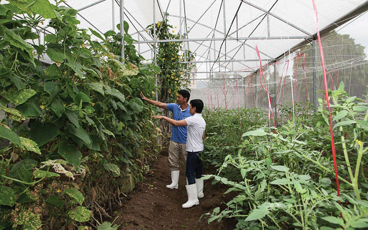 Nhiều triển vọng về sản xuất nông nghiệp hữu cơ ở Lâm Đồng