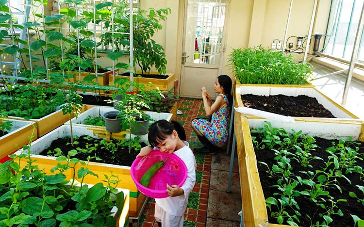 Về ngoại ô trồng rau sạch cùng gia đình thành phố