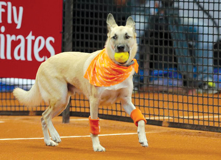 Chó sẽ tham gia nhặt bóng tennis