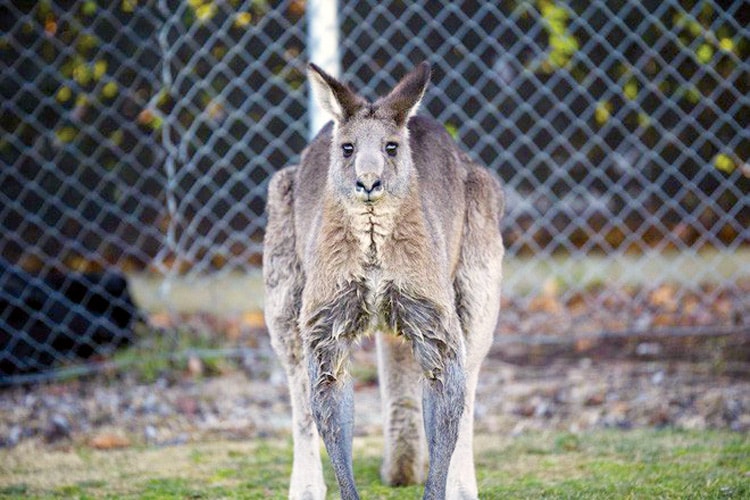 Chuyện chỉ có ở Australia: Kangaroo cũng thích... bóng đá