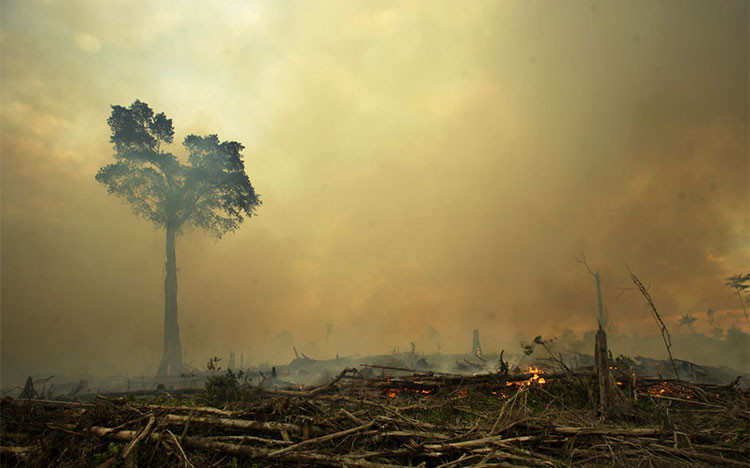 Hơn 50% rừng nhiệt đới bị phá hủy trong 60 năm qua