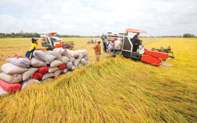 Bảo vệ lúa gạo trước ảnh hưởng của biến đổi khí hậu