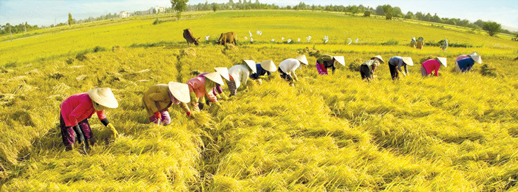 Xây dựng vị thế mới cho nông nghiệp Việt Nam