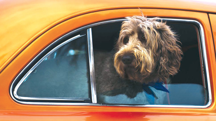 Dog Mode - tính năng giúp bảo vệ thú cưng trên xe hơi