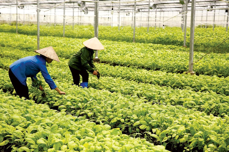 Nhiều giải pháp tài chính hỗ trợ nông nghiệp - nông thôn