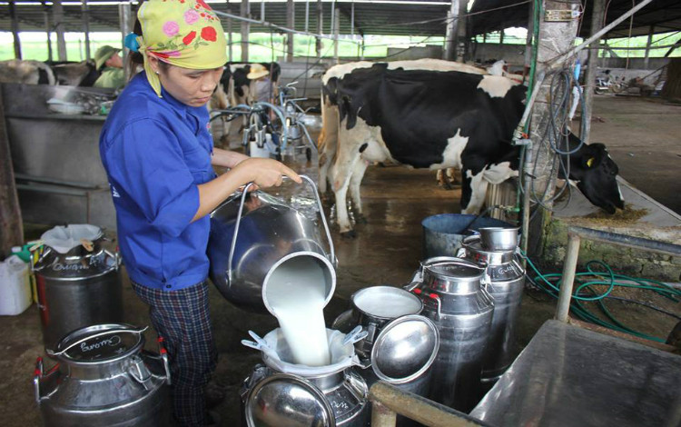 Sữa Việt Nam sẽ xuất khẩu chính ngạch sang Trung Quốc