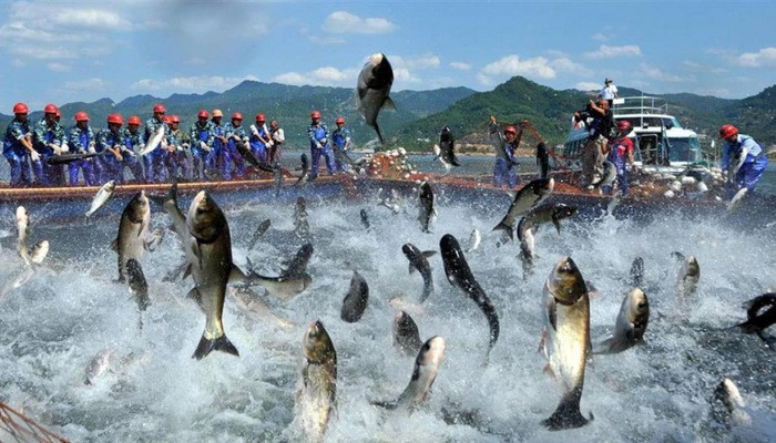 Hưởng lợi từ CPTPP cá tra chinh phục thị trường Nhật