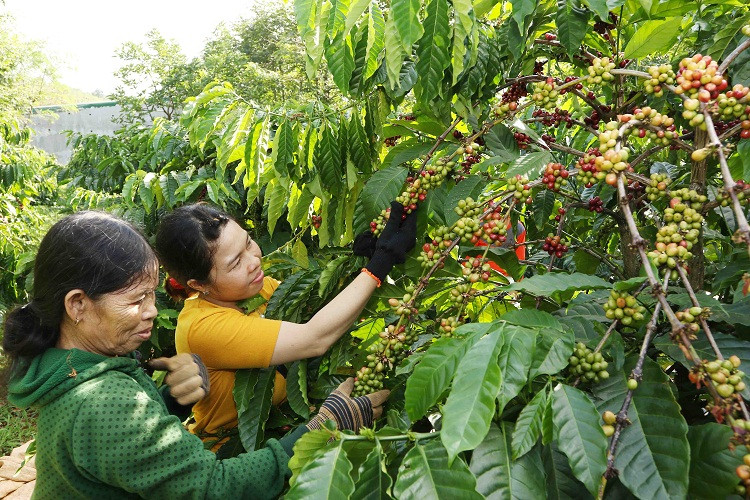 Nestlé Việt Nam nhận bằng khen phát triển nông nghiệp bền vững