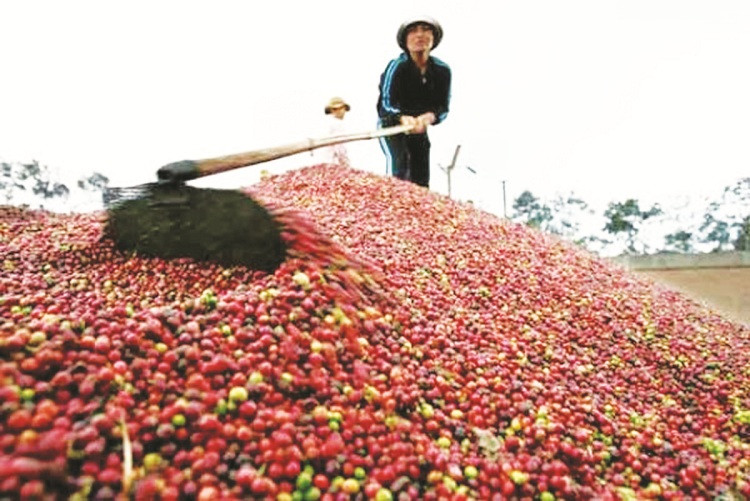 Hướng đi mới cho cà phê Việt