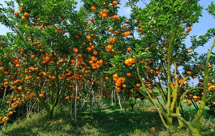 Ứng dụng công nghệ thông tin vào hoạt động du lịch