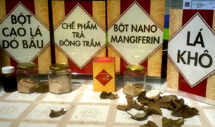 Trà thảo dược Đông Trầm ứng dụng Nanomangiferin
