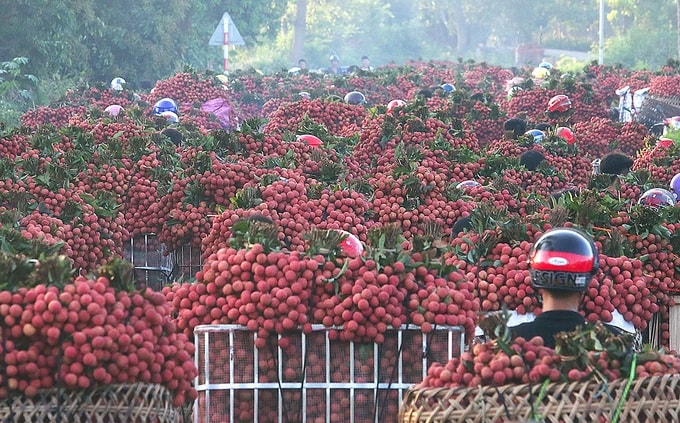 Cửa khẩu Tân Thanh nhộn nhịp mùa vải