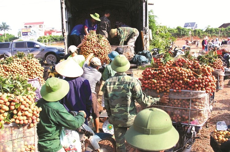 Mùa vải - mùa vui