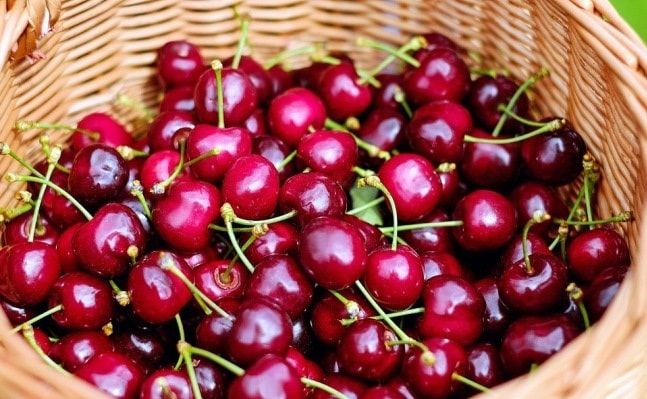 Cherry Trung Quốc nhập nhằng cherry Úc
