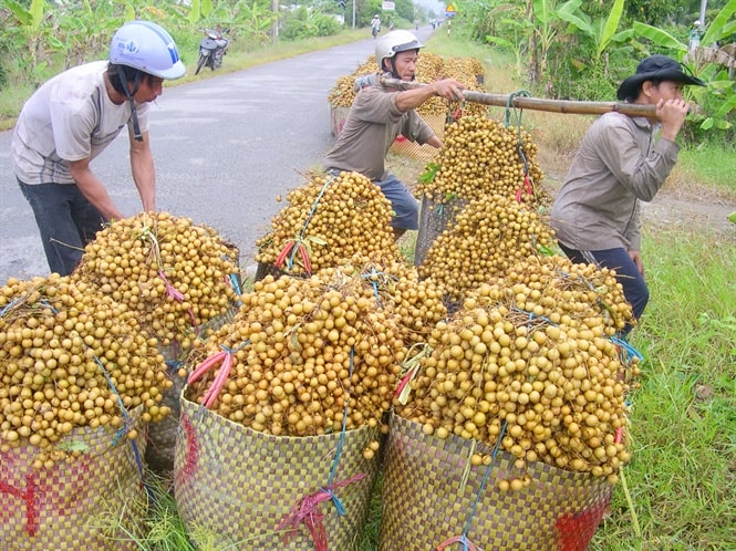 Nhãn Việt lần đầu tiên xuất khẩu sang Úc