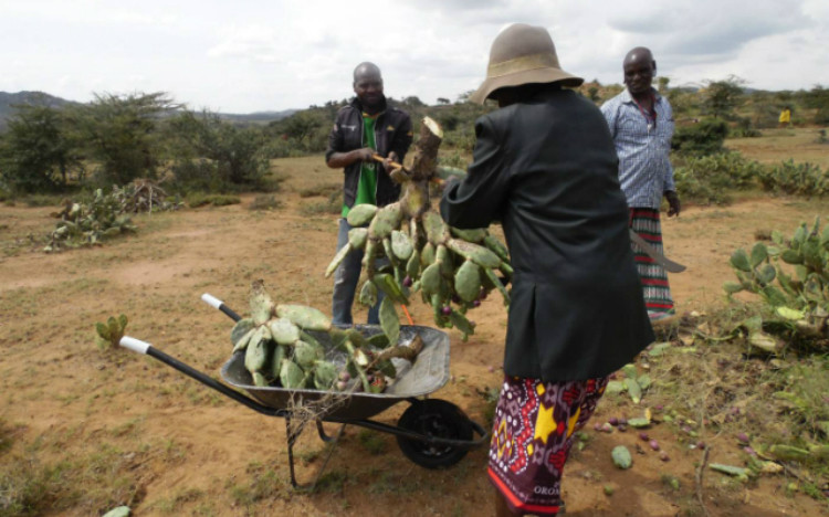 Nông dân Kenya loại bỏ một cụm xương rồng opuntia. Ảnh: Reuters.